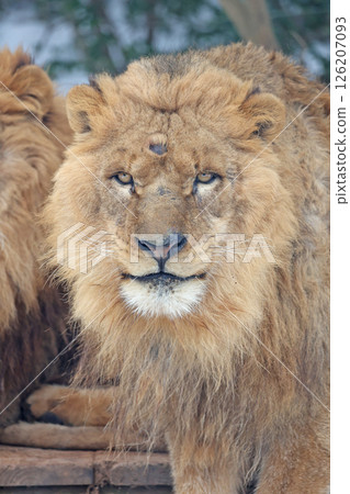 lion lion 126207093