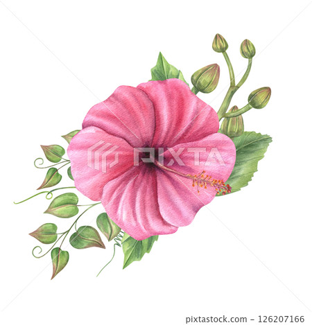 Pink hibiscus, green vine, and orchid buds bouquet watercolor illustration isolated background. Tropical mallow flowers for botanical prints, wedding stationery, wall decor, birthday greeting card 126207166