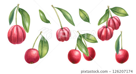 Acerola berries and cherries on branch with green leaves watercolor illustration set isolated background. Exotic tropical fruits clip art. For health food packaging, vitamin supplement design 126207174