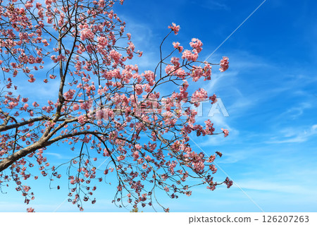 河津櫻(Kamitski) 河津櫻(Kamitski) 126207263