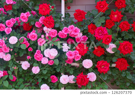 Roses at Ashikaga Flower Park (Uncle Walter, Urara, Mary Rose) 126207370