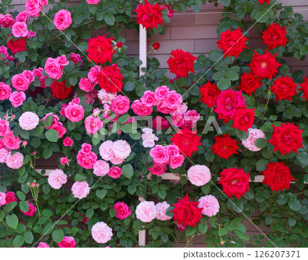 Roses at Ashikaga Flower Park (Uncle Walter, Urara, Mary Rose) Roses at Ashikaga Flower Park (Uncle Walter, Urara, Mary Rose) 126207371