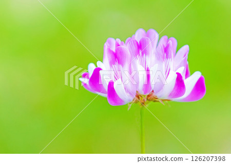 房屋周圍鮮花盛開，四季各異。水稻插秧前，稻田裡開滿了美麗的紫色小紫雲英花。 126207398