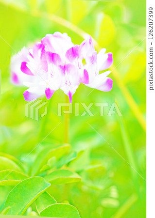 房屋周圍鮮花盛開,四季各異。水稻插秧前,稻田裡開滿了美麗的紫色小紫雲英花。 房屋周圍鮮花盛開,四季各異。水稻插秧前,稻田裡開滿了美麗的紫色小紫雲英花。 126207399