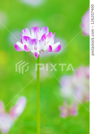 Flowers around the house, various in all four seasons. Before rice planting, the rice paddies are covered in purple with beautiful small milk vetch flowers. Flowers around the house, various in all four seasons. Before rice planting, the rice paddies are covered in purple with beautiful small milk vetch flowers. 126207400