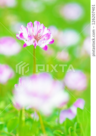 房屋周圍鮮花盛開,四季各異。水稻插秧前,稻田裡開滿了美麗的紫色小紫雲英花。 房屋周圍鮮花盛開,四季各異。水稻插秧前,稻田裡開滿了美麗的紫色小紫雲英花。 126207401