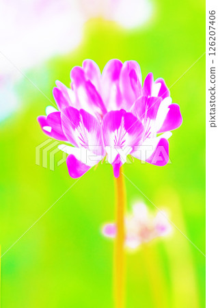 房屋周圍鮮花盛開,四季各異。水稻插秧前,稻田裡開滿了美麗的紫色小紫雲英花。 房屋周圍鮮花盛開,四季各異。水稻插秧前,稻田裡開滿了美麗的紫色小紫雲英花。 126207406