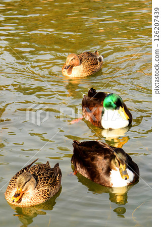 Mallard Ducks Swimming Mallard Ducks Swimming 126207439