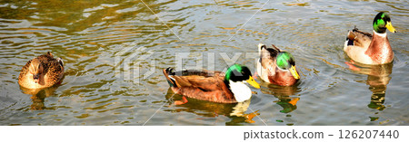 Mallard Ducks Swimming Mallard Ducks Swimming 126207440
