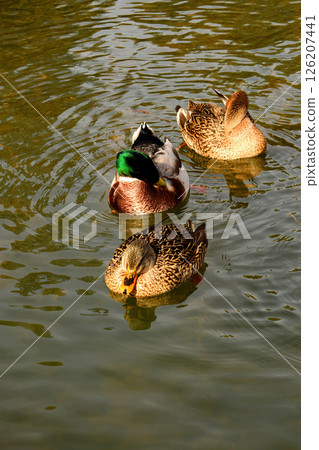 Mallard Ducks Swimming Mallard Ducks Swimming 126207441