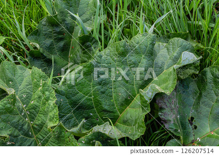 Arctium lappa - Young burdock leaves in an early summer 126207514