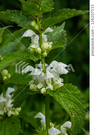 The blossoming dead nettle in sunny day a close up. Lamium album. Lamiaceae Family The blossoming dead nettle in sunny day a close up. Lamium album. Lamiaceae Family 126207515