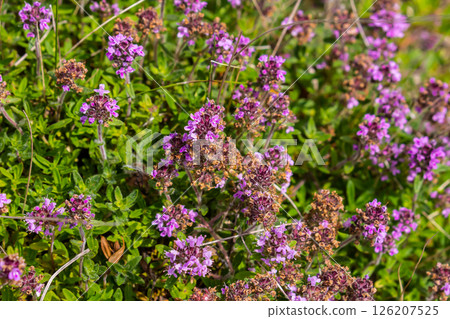 Blossoming fragrant Thymus serpyllum, Breckland wild thyme, creeping thyme, or elfin thyme close-up, macro photo. Beautiful food and medicinal plant in the field in the sunny day 126207525
