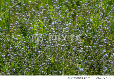 Wide angle closeup on an aggregation of lightblue Early Forget-me-not, Myosotis ramosissima an annual flowering herb Wide angle closeup on an aggregation of lightblue Early Forget-me-not, Myosotis ramosissima an annual flowering herb 126207529
