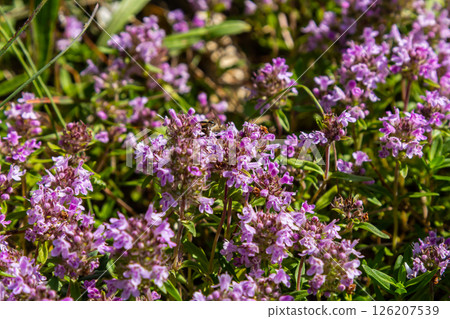 Blossoming fragrant Thymus serpyllum, Breckland wild thyme, creeping thyme, or elfin thyme close-up, macro photo. Beautiful food and medicinal plant in the field in the sunny day Blossoming fragrant Thymus serpyllum, Breckland wild thyme, creeping thyme, or elfin thyme close-up, macro photo. Beautiful food and medicinal plant in the field in the sunny day 126207539