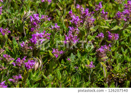 Blossoming fragrant Thymus serpyllum, Breckland wild thyme, creeping thyme, or elfin thyme close-up, macro photo. Beautiful food and medicinal plant in the field in the sunny day 126207540