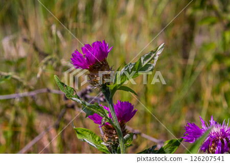 Psephellus whitened Psephellus dealbatus in garden. Bumblebee on flowers 126207541