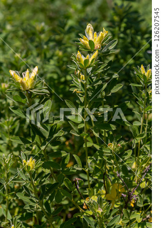 In the spring Chamaecytisus ruthenicus blooms in the wild In the spring Chamaecytisus ruthenicus blooms in the wild 126207545