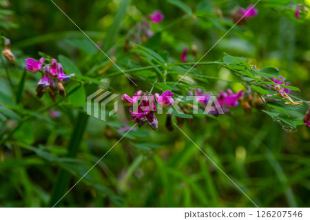 Lathyrus niger grows in the wild nature of the forest in spring Lathyrus niger grows in the wild nature of the forest in spring 126207546