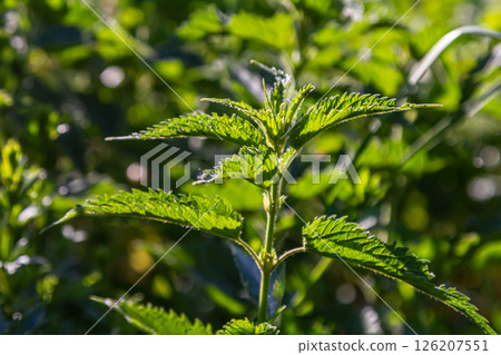 Urtica dioica or stinging nettle, in the garden. Stinging nettle, a medicinal plant that is used as a bleeding, diuretic, antipyretic, wound healing, antirheumatic agent Urtica dioica or stinging nettle, in the garden. Stinging nettle, a medicinal plant that is used as a bleeding, diuretic, antipyretic, wound healing, antirheumatic agent 126207551