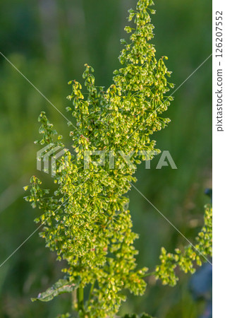 Part of a sorrel bush Rumex confertus growing in the wild with dry seeds on the stem Part of a sorrel bush Rumex confertus growing in the wild with dry seeds on the stem 126207552