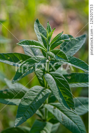 Mentha, also known as mint, used as a spice for tea and flavoring of food and other drinks 126207553