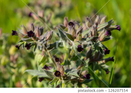 Flowers and leaves of the monkswort Nonea pulla, from Europe Flowers and leaves of the monkswort Nonea pulla, from Europe 126207554