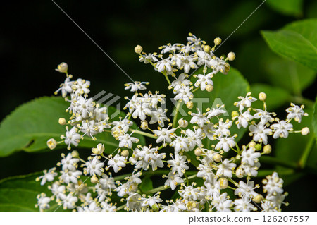 Flower buds and flowers of the Black Elder in spring, Sambucus nigra 126207557