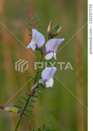 Flower of the Vicia sativa or vetch flower or garden vetch red flower or flower of the tare or simply vetch 126207558
