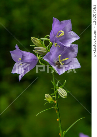 Photo of Campanula latifolia flower, broad-leaved bellflower, urple, botany forest meadow, spring flowering plant forest, nature macro photo 126207562
