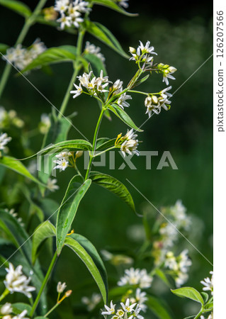 Vincetoxicum hirundinaria. Close up of white swallow wort.Vincetoxicum in the family Apocynaceae Vincetoxicum hirundinaria. Close up of white swallow wort.Vincetoxicum in the family Apocynaceae 126207566