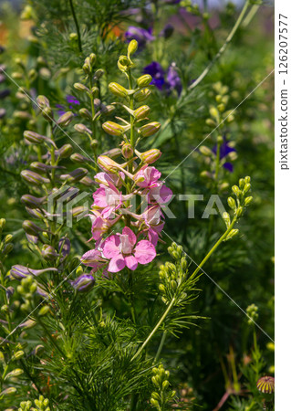 Pink and purple Delphinium Larkspur flowering plant in flower field, the Ranunculaceae family 126207577