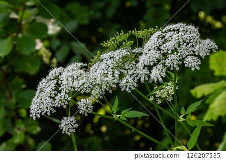 white inflorescence and green leaves of Aethusa cynapium plant white inflorescence and green leaves of Aethusa cynapium plant 126207585