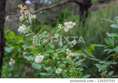 The blossoming bush a privet ordinary Ligustrum vulgare The blossoming bush a privet ordinary Ligustrum vulgare 126207593