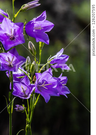 Photo of Campanula latifolia flower, broad-leaved bellflower, urple, botany forest meadow, spring flowering plant forest, nature macro photo Photo of Campanula latifolia flower, broad-leaved bellflower, urple, botany forest meadow, spring flowering plant forest, nature macro photo 126207595