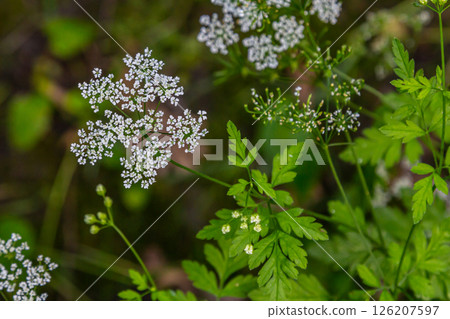 Chaerophyllum aureum Golden Chervil Golden Chervil 126207597