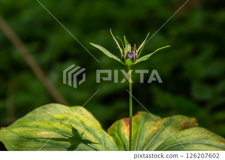 Very poisonous plant Raven's eye four-leaf Paris quadrifolia also known, berry or True Lovers Knot growing in the wild in a forest 126207602