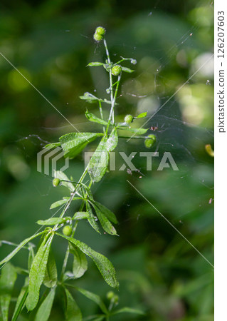 Seed and leaves of the galium aparine or stickybud plant Seed and leaves of the galium aparine or stickybud plant 126207603