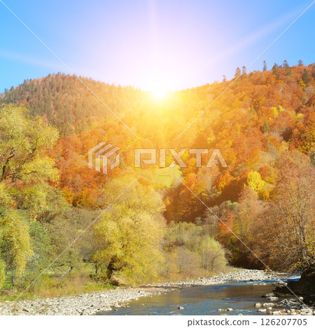 Beautiful sunset in mountains in autumn. view of forest with red trees on mountain, river, hills in fall in Ukraine. Beautiful sunset in mountains in autumn. view of forest with red trees on mountain, river, hills in fall in Ukraine. 126207705