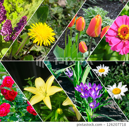 collage of flowers garden. Mosaic pattern. collage of flowers garden. Mosaic pattern. 126207718