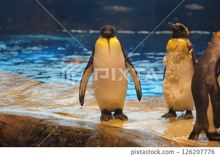 企鵝在水中的倒影 企鵝在水中的倒影 126207776