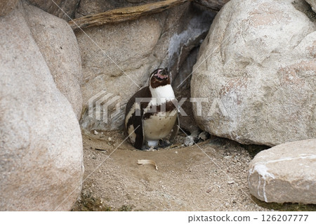企鵝在岩石上放鬆 企鵝在岩石上放鬆 126207777