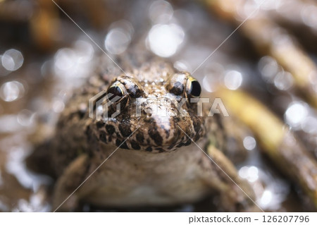 棉花蛙的特寫 126207796