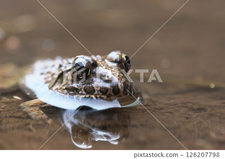 Close-up of a marsh frog 126207798