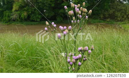 Fox thistle Early summer scenery 126207830
