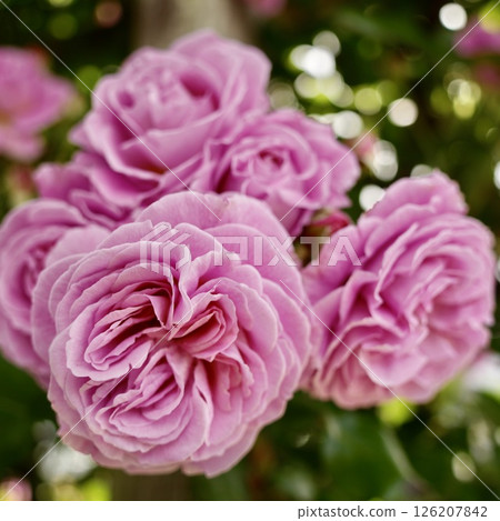 許多美麗的粉紅玫瑰特寫 126207842