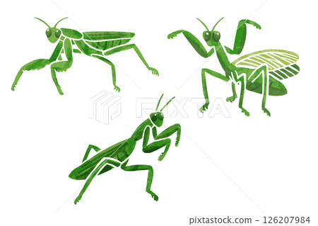 簡單的螳螂向量圖 簡單的螳螂向量圖 126207984