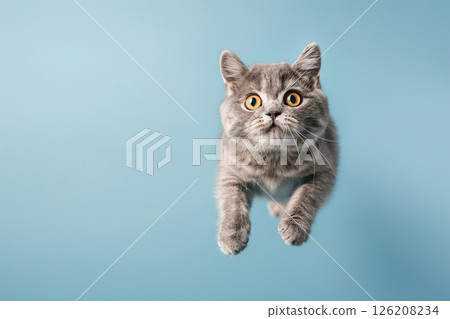 Active agile Cat jumping high in the air on a blue color studio background. Young British Cat playing, flying. Cute Tabby Feline looking happy isolated on colorful backdrop. Creative flyer for your ad 126208234