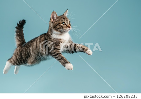Active agile Cat jumping high in the air on a blue color studio background. Young British Cat playing, flying. Cute Tabby Feline looking happy isolated on colorful backdrop. Creative flyer for your ad 126208235