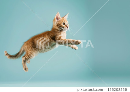 Active agile Cat jumping high in the air on a blue color studio background. Young British Cat playing, flying. Cute Tabby Feline looking happy isolated on colorful backdrop. Creative flyer for your ad 126208236